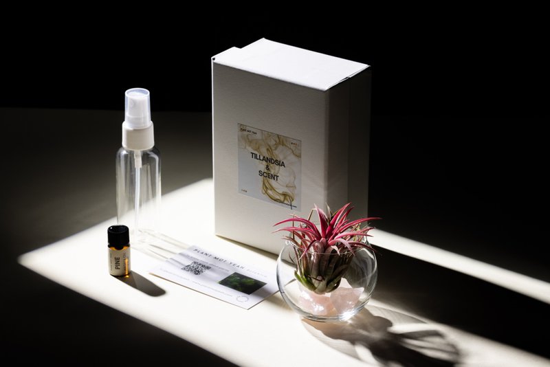 【新年情人节生日礼物】+卡 香味空气草 Tilandsia & Scent - 植栽/盆栽 - 玻璃 透明