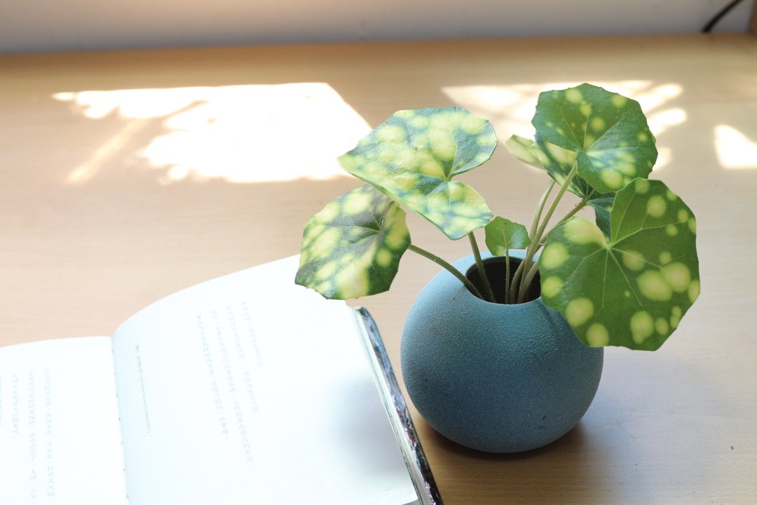 水培植栽│星点山菊_室内植物 办公室盆栽 店内摆设 送礼 - 植栽/盆栽 - 陶 