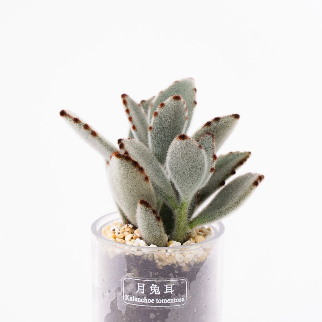 【月兔耳】多肉 植物 智慧型盆栽罐 | 莳光 - 植栽/盆栽 - 植物．花 
