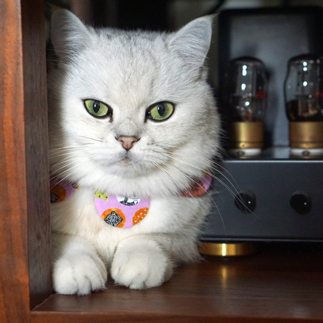 烧饼猫咪花花围巾 - 衣/帽 - 棉 粉红色