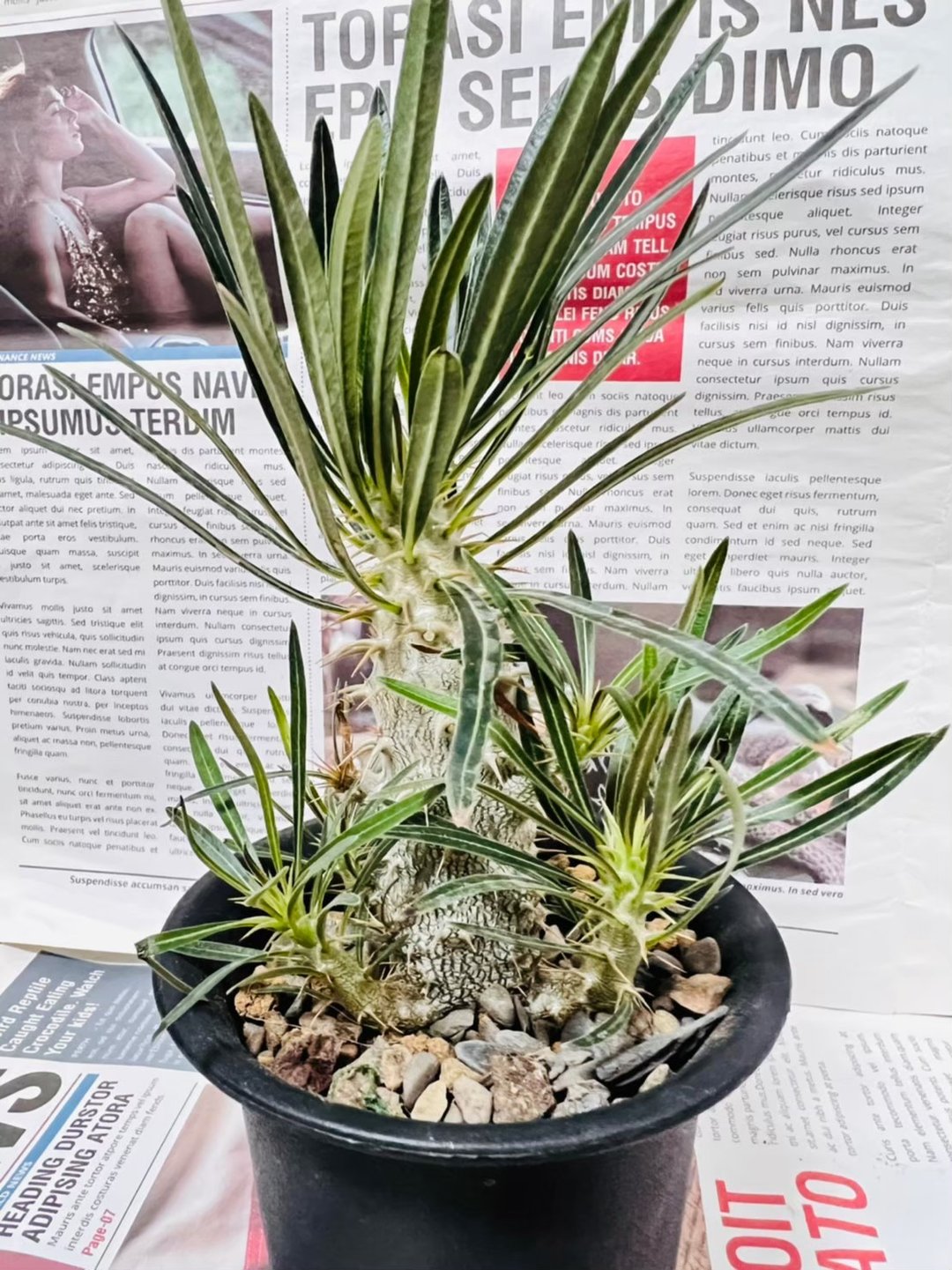 象牙宫 实生苗 多头 块根多肉植物 - 植栽/盆栽 - 塑料 黑色