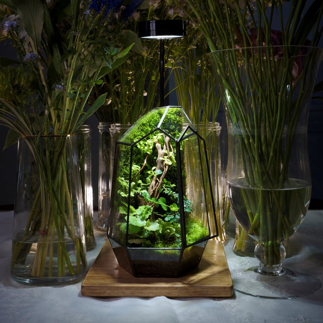几何方程式生态缸 | 室内植栽 礼物 附植物灯 好照顾 - 植栽/盆栽 - 植物．花 