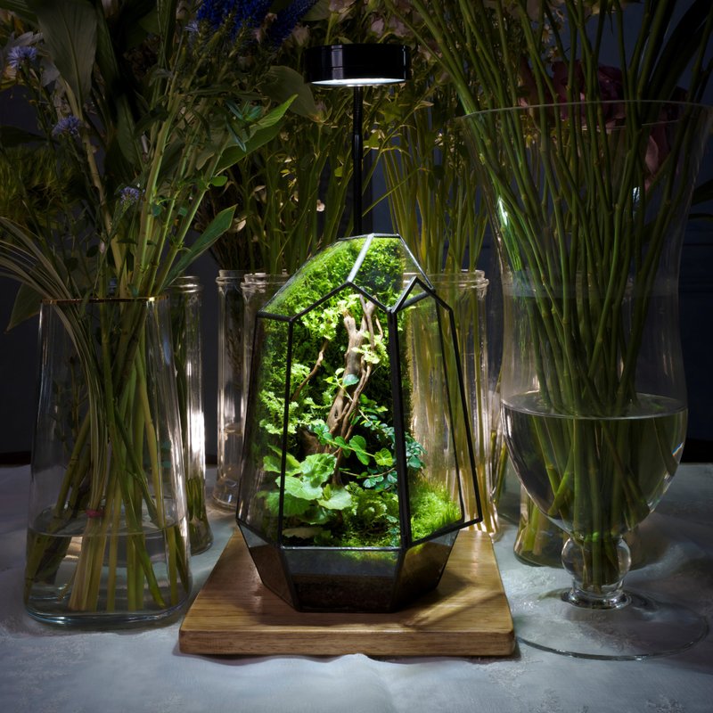 几何方程式生态缸 | 室内植栽 礼物 附植物灯 好照顾 - 植栽/盆栽 - 植物．花 