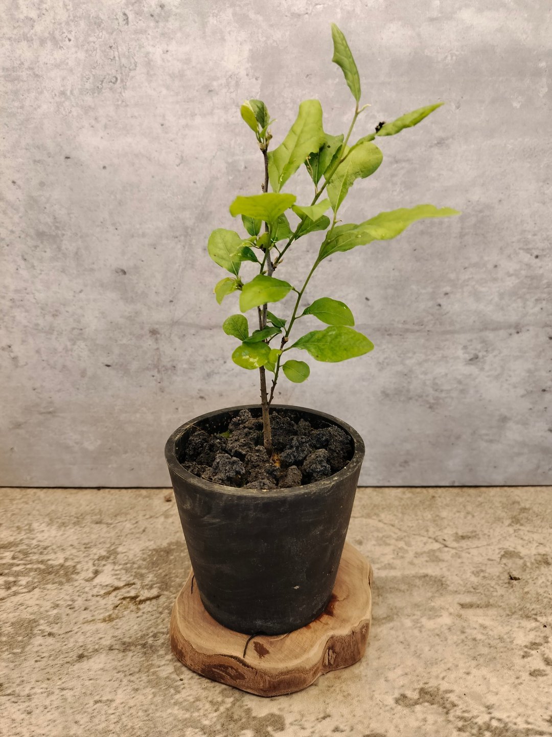 老鸭柿实生苗 - 植栽/盆栽 - 植物．花 