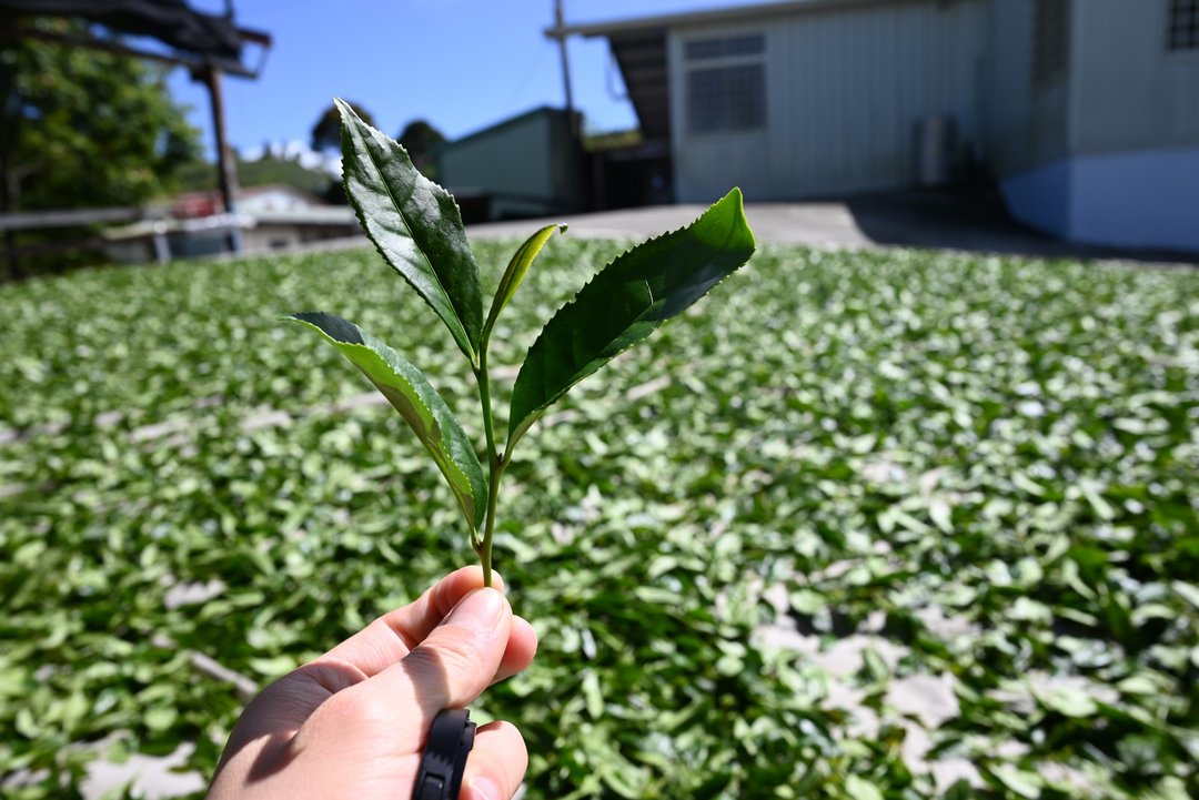 台湾阿里山 樟树湖高山乌龙茶叶 手采春茶 赠精美环保礼袋 - 茶 - 其他材质 绿色