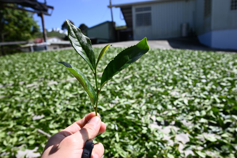台湾阿里山 樟树湖高山乌龙茶叶 手采春茶 赠精美环保礼袋 - 茶 - 其他材质 绿色