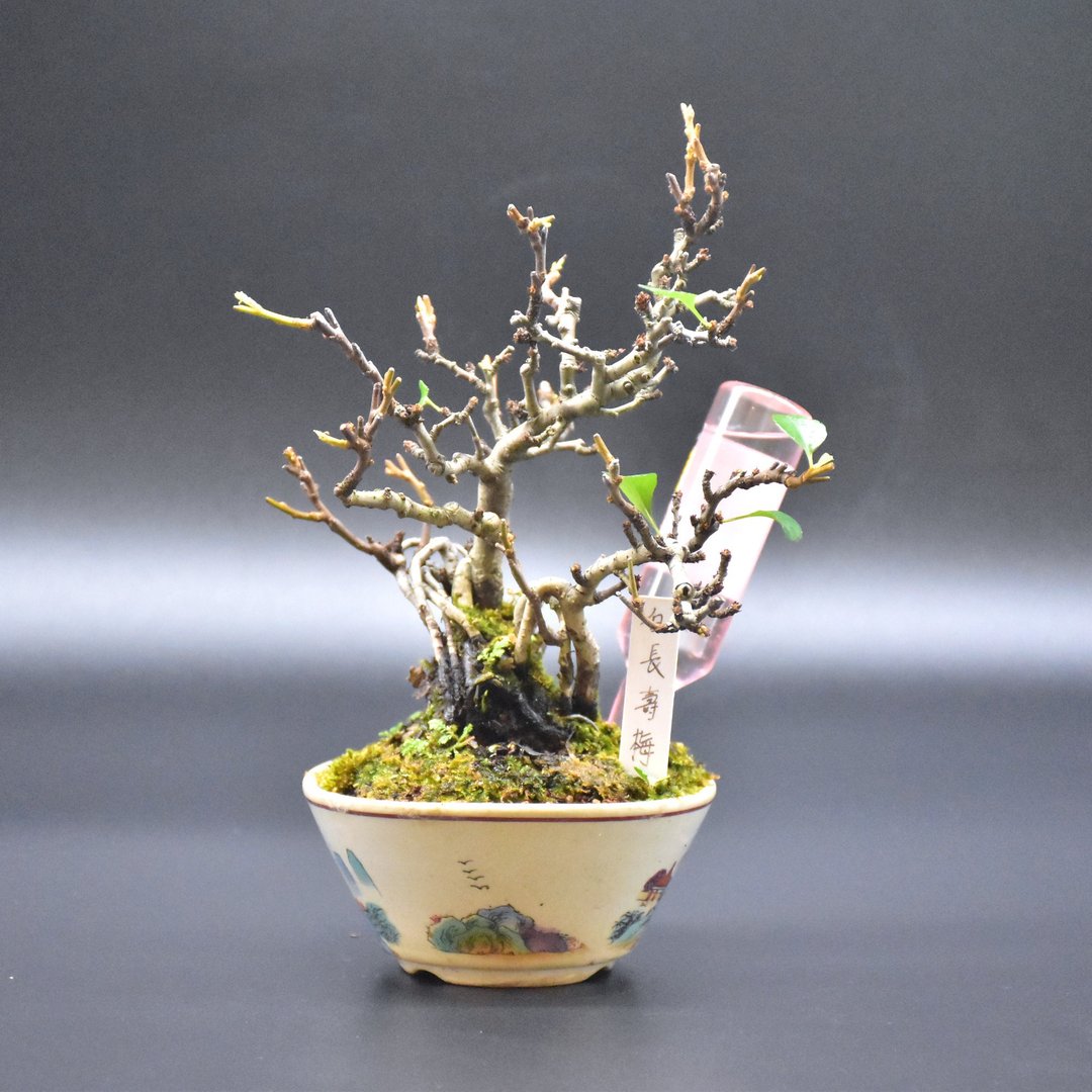 白长寿梅 Flowering Quince - 植栽/盆栽 - 植物．花 