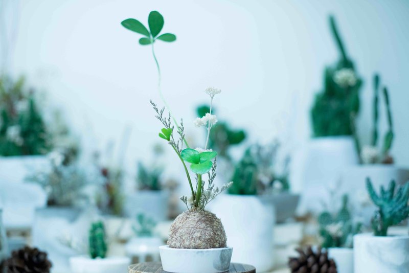 参楼 【包紧处理】水苔球系列 (小) - 植栽/盆栽 - 植物．花 