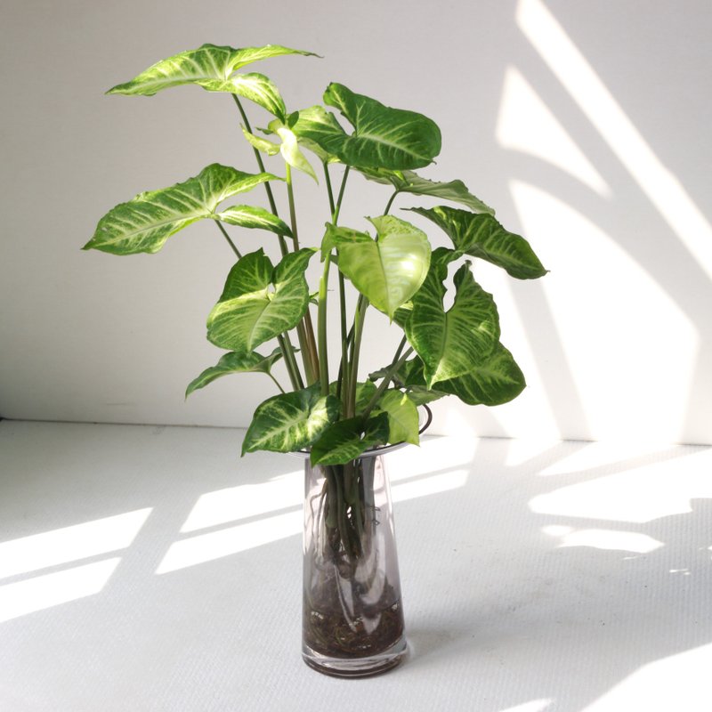 水培植栽│绿精灵合果芋_室内植物 办公室盆栽 店内摆设 - 植栽/盆栽 - 玻璃 