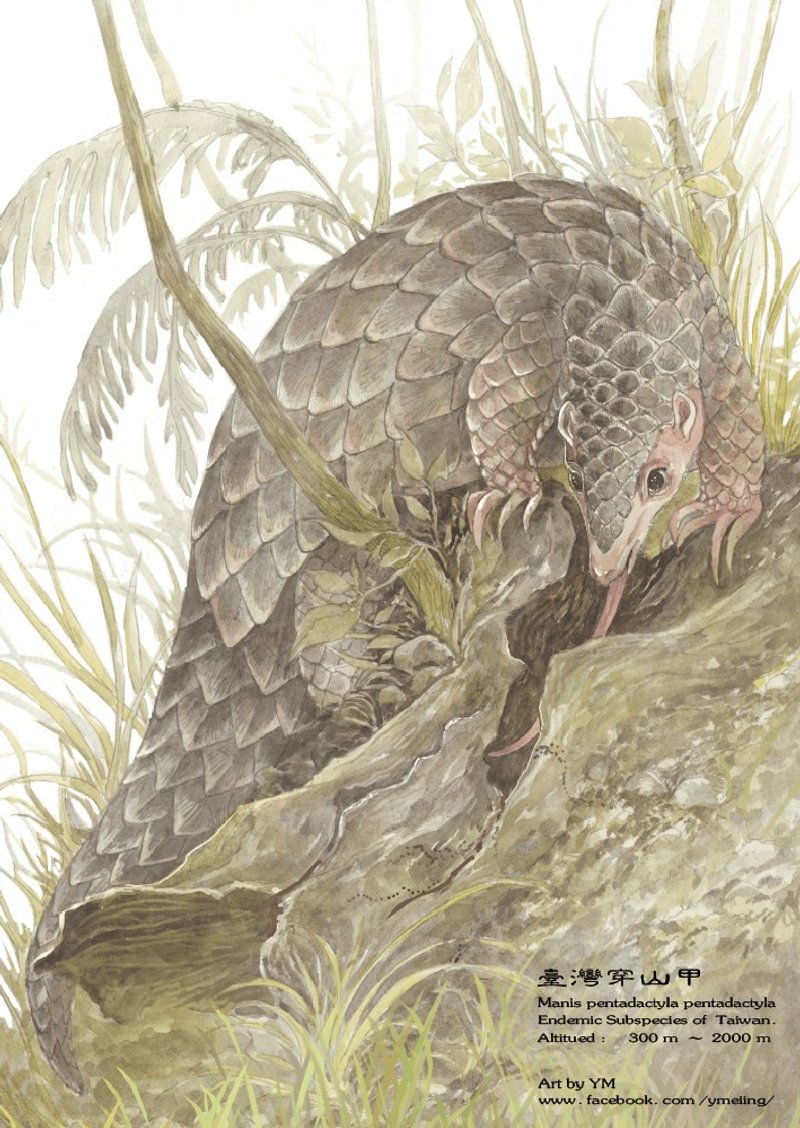 【手绘-电子档】宠物 动物 惊喜包大插画 动物插画 似颜绘 - 电子手绘真人画像/绘画/插画 - 其他材质 