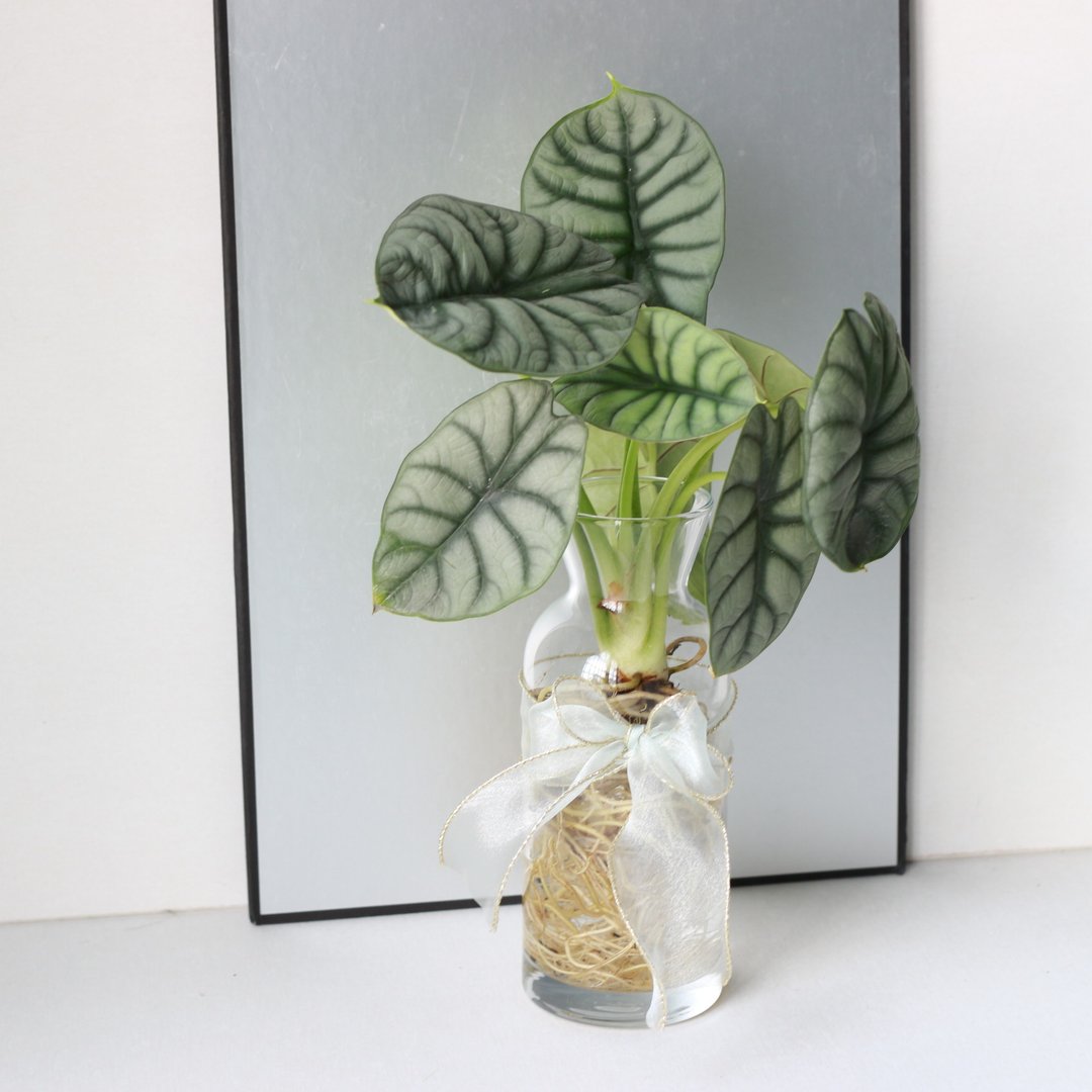 水培植栽│银龙观音莲_室内植物 办公室盆栽 店内摆设 送礼 - 植栽/盆栽 - 玻璃 