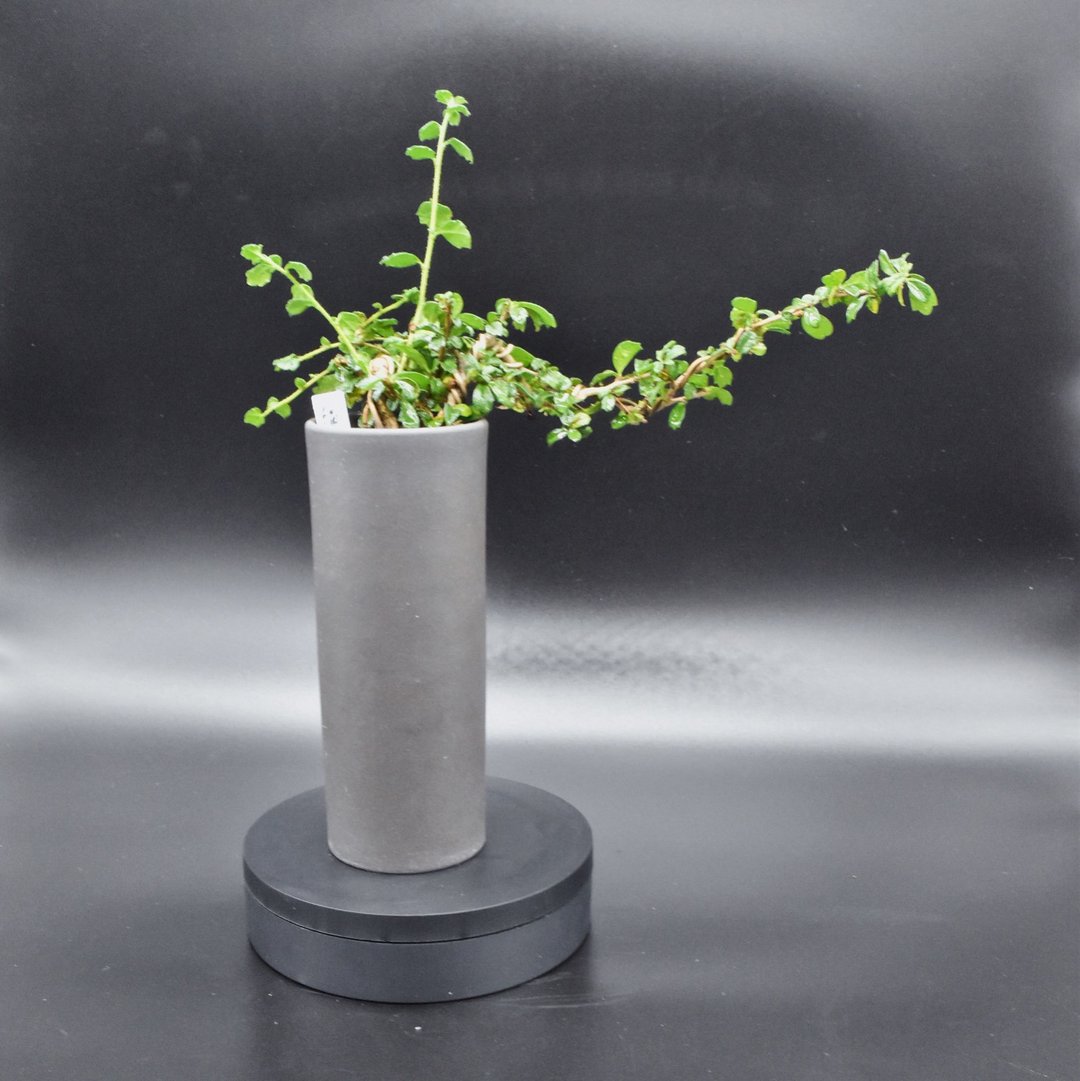福建茶 - 植栽/盆栽 - 植物．花 