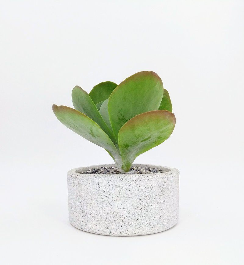 【浅圆盆】水泥花器/水泥盆栽/水泥植栽(不含植物) - 植栽/盆栽 - 水泥 白色