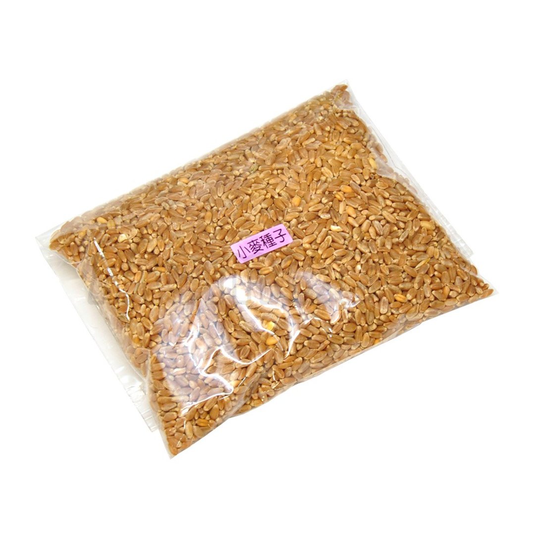 【MOMOCAT】小麦猫草种子 250g - 其他 - 植物．花 