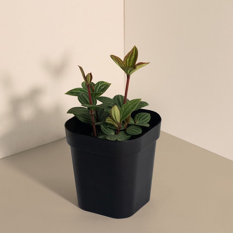 Parallel 白脉椒草_ 室内植栽 - 植栽/盆栽 - 植物．花 