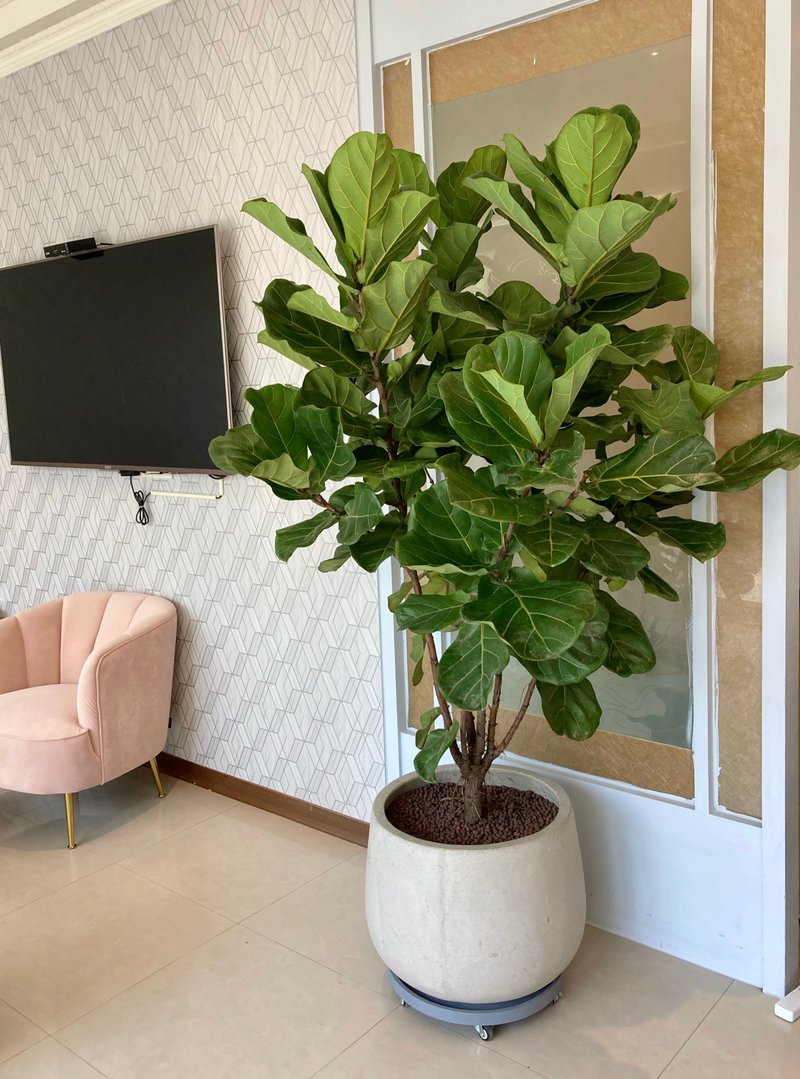 【中高光植栽】 闲琴逸致 • 琴叶榕  | 棒棒糖 | 水磨石瓮盆 - 植栽/盆栽 - 植物．花 