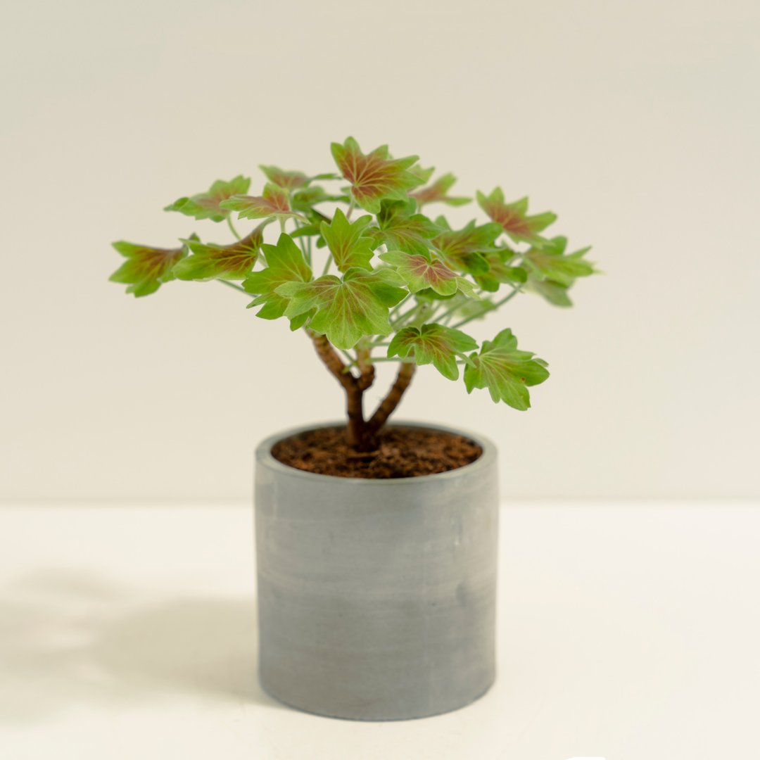 枫叶天竺葵│泥作系列│福所栽 - 植栽/盆栽 - 水泥 红色