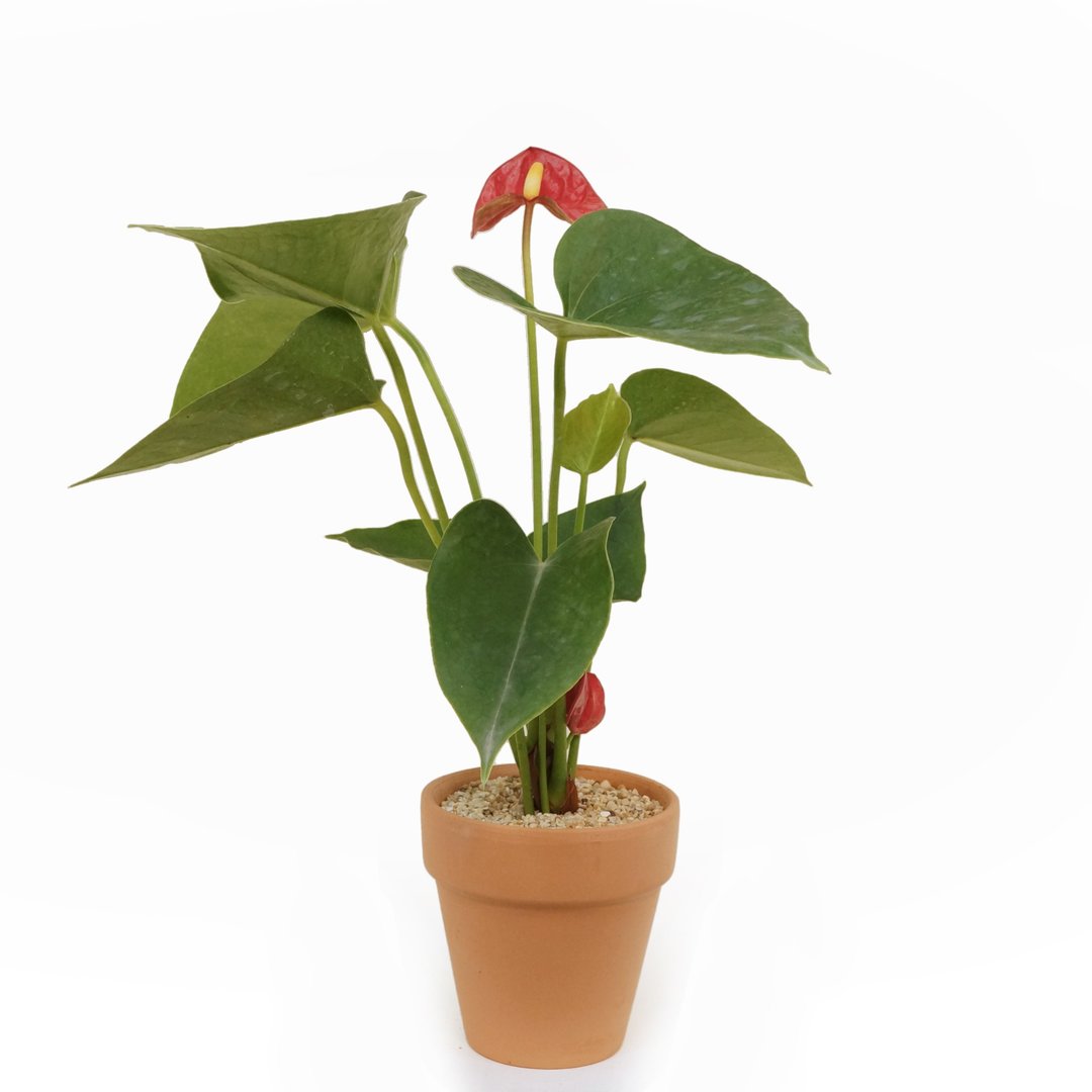 |室内植物、观叶植物| 火鹤花 - 植栽/盆栽 - 植物．花 