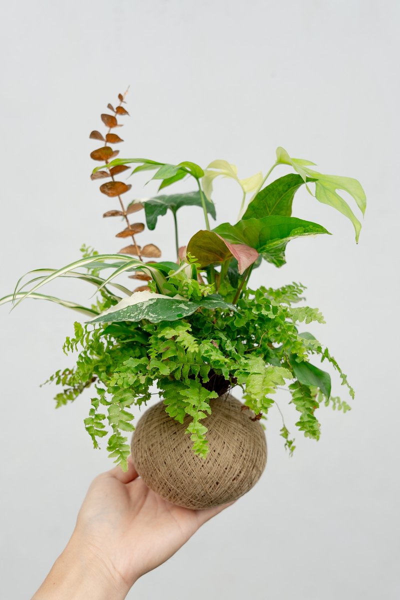 植物球 Pro Max - 植栽/盆栽 - 其他材质 