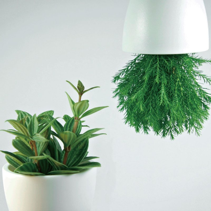 / 水耕犀力 / 草木一家亲－任双盆395系列组合 - 植栽/盆栽 - 植物．花 白色