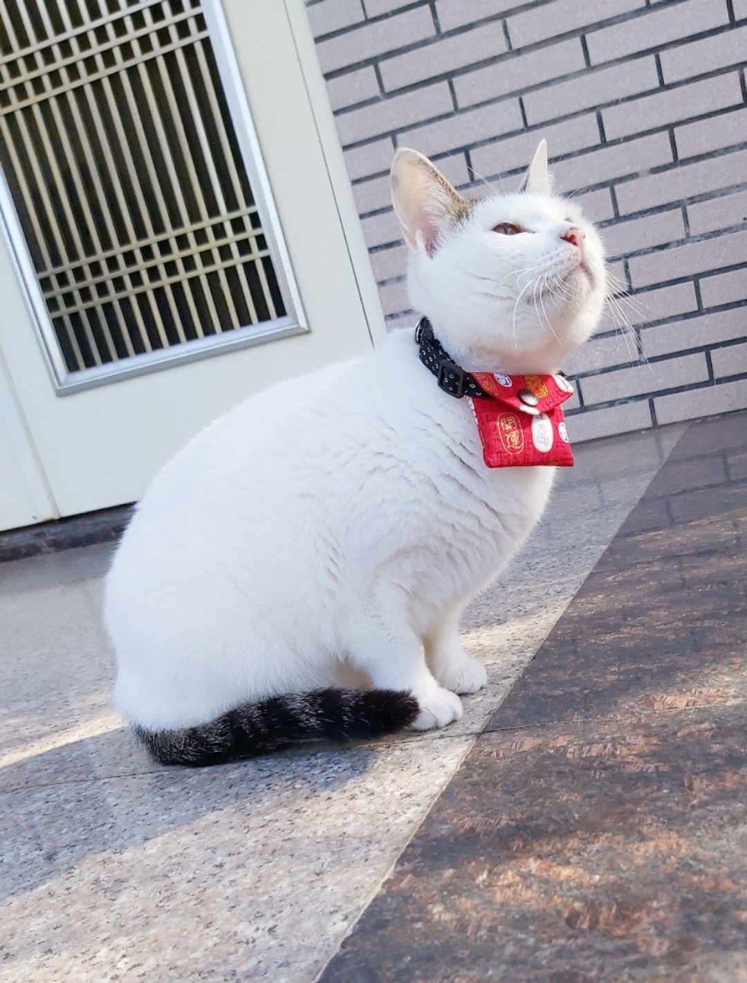 宠物红包袋 开运红包袋 宝贝红包袋   猫猫狗狗红包袋与项圈 - 项圈/牵绳 - 棉 