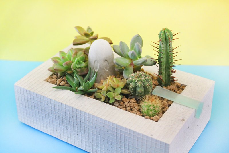 游泳池水泥盆器组-8种多肉植物 -灰 - 植栽/盆栽 - 水泥 灰色