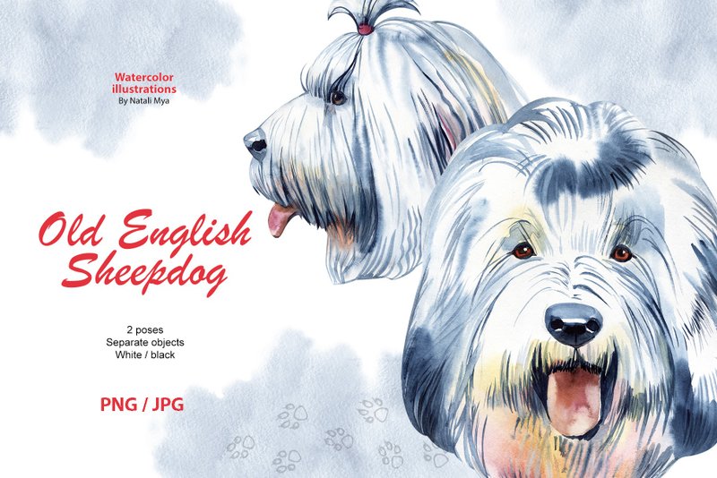 Watercolor dog, Old English Sheepdog breed, fluffy dog clipart, dog breed png - 电子手绘真人画像/绘画/插画 - 其他材质 