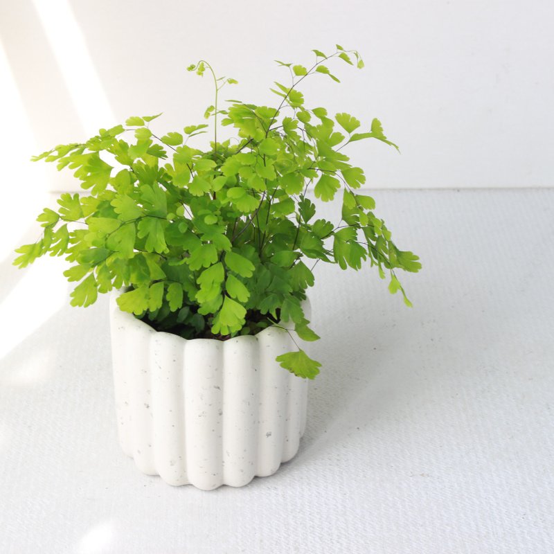 植栽 盆栽 l 铁线蕨  手指饼干水泥盆  浪漫系叶片 手工 散光 - 植栽/盆栽 - 水泥 