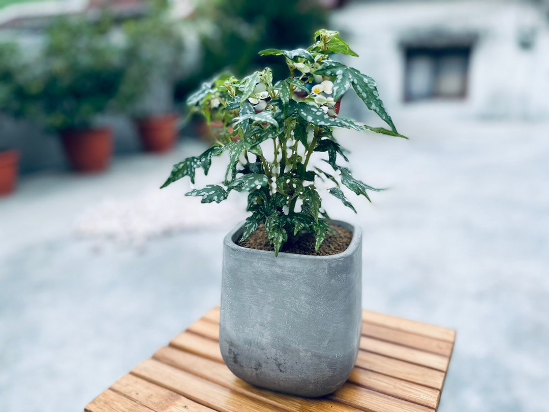南非开普墩秋海棠 l  中品观叶盆栽  室内植栽 礼物 开幕盆栽 - 植栽/盆栽 - 植物．花 