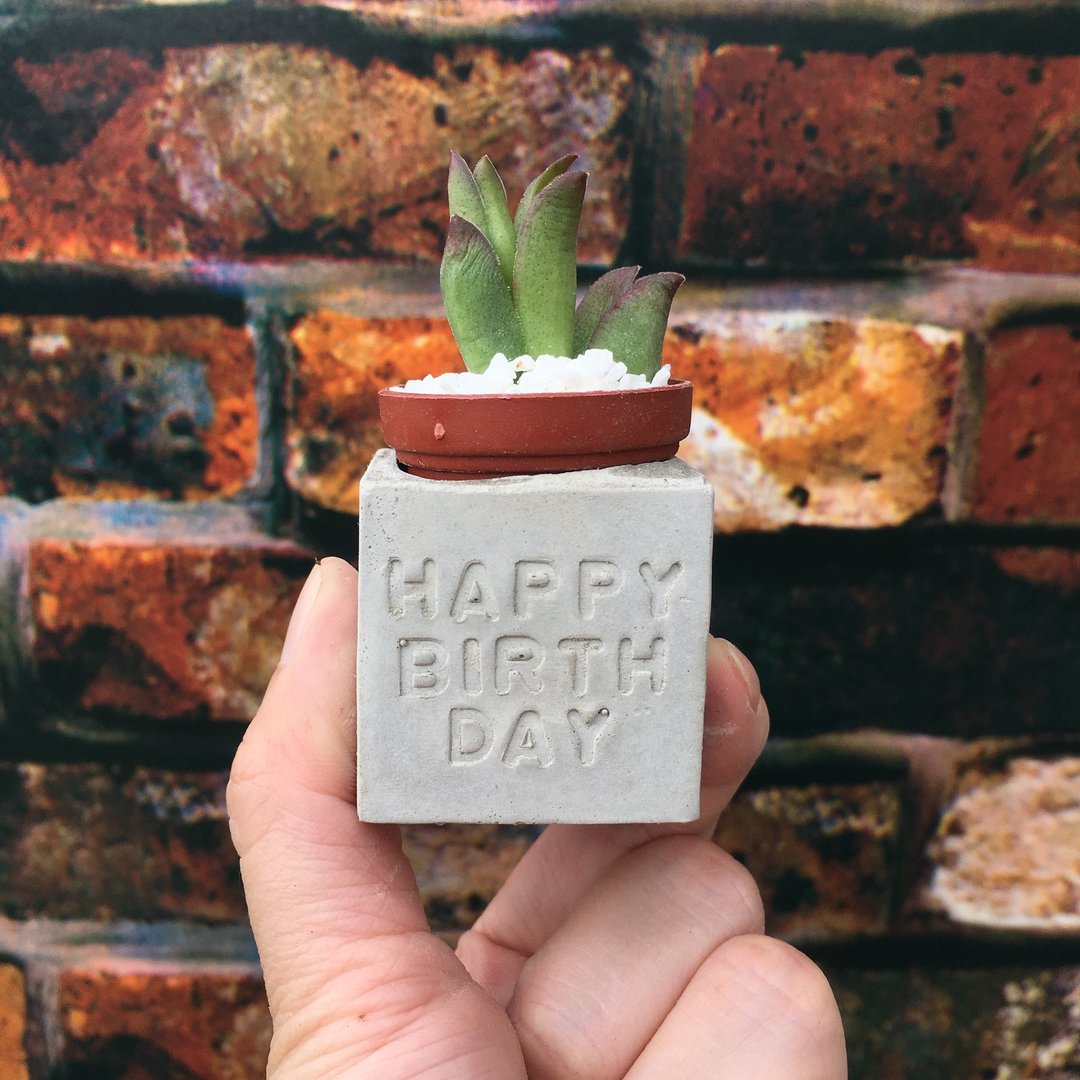 Happy birthday 生日快乐。多肉磁铁盆栽 - 植栽/盆栽 - 水泥 灰色