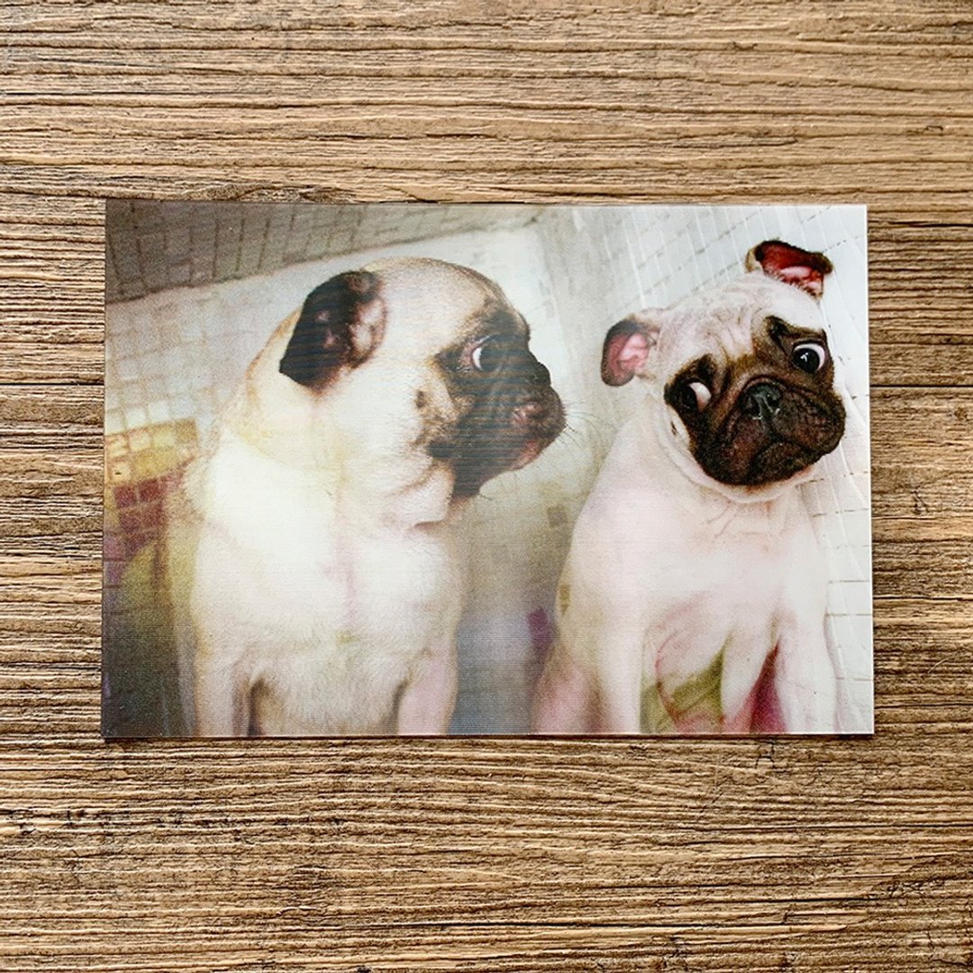 巴哥犬 情侣 夫妻 明信片 - 卡片/明信片 - 纸 多色