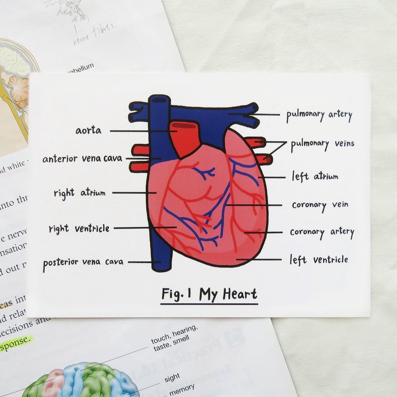 心底话 / 生物学心脏明信片 器官解剖图 - 卡片/明信片 - 纸 多色