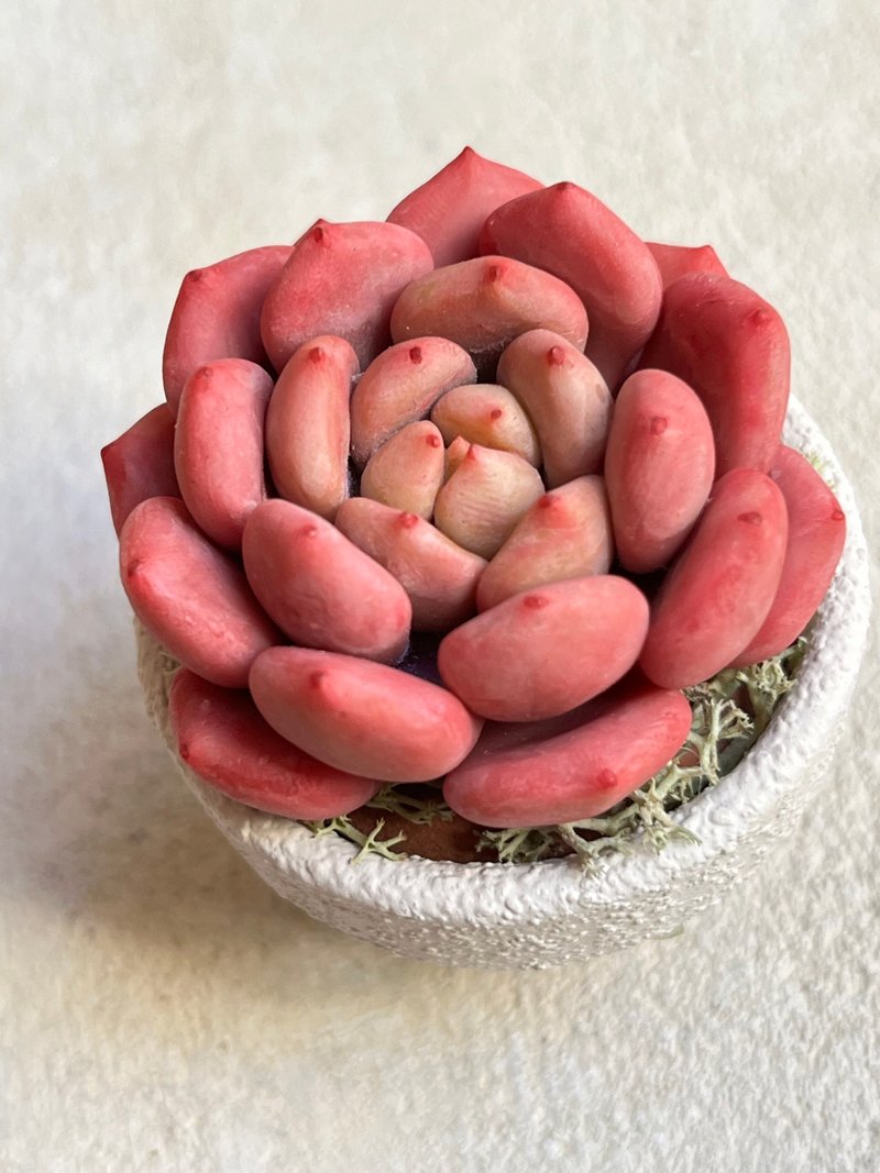 小盆栽B中的粘土多肉植物 - 摆饰 - 粘土 