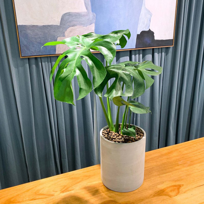 【开幕季】龟背芋 包邮 水泥盆栽  盆栽 净化空气 开幕送 - 植栽/盆栽 - 植物．花 绿色