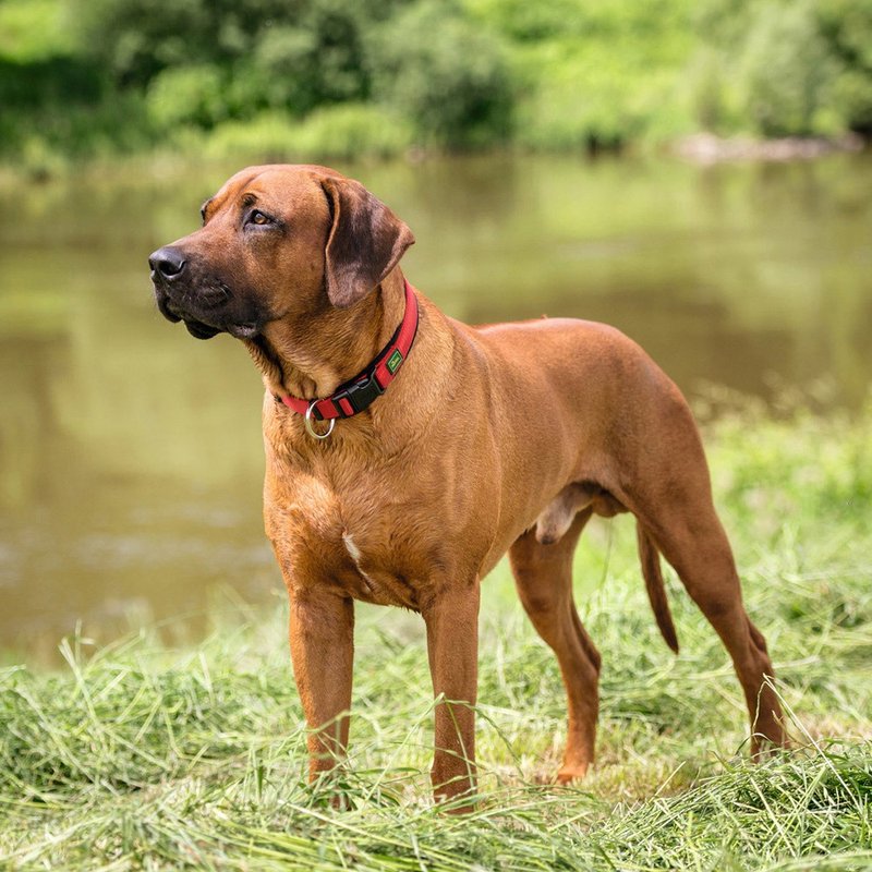 HUNTER 恒特 律动减压系列 狗狗项圈 (共5色) - 项圈/牵绳 - 尼龙 多色