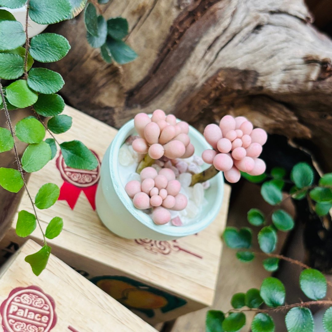 多肉下午茶 黏土 手作 微型多肉植物 - 摆饰 - 植物．花 