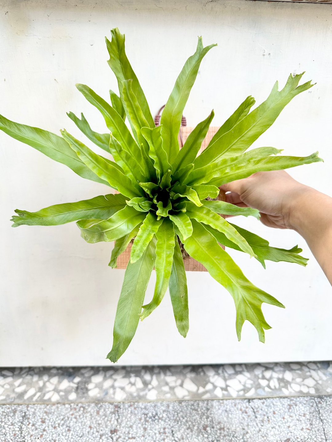 【鱼尾山苏】植物上板 开幕送礼 开幕 观叶植物 室内植物 上板 - 植栽/盆栽 - 植物．花 