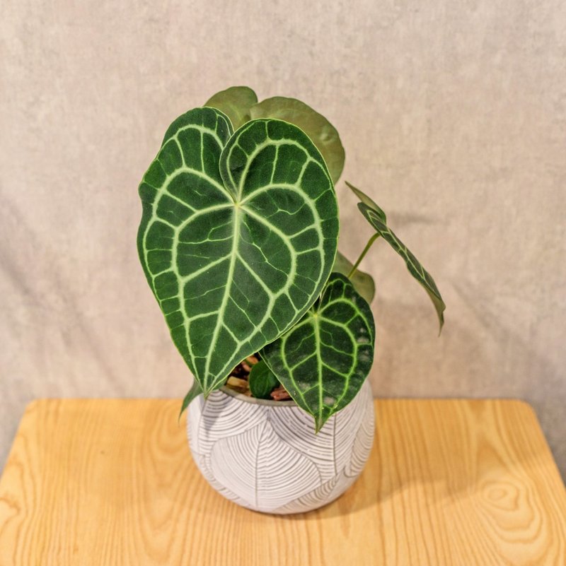 圆叶花烛 叶纹水泥小盆栽 办公室植栽 开幕送礼 乔迁礼物 - 植栽/盆栽 - 植物．花 