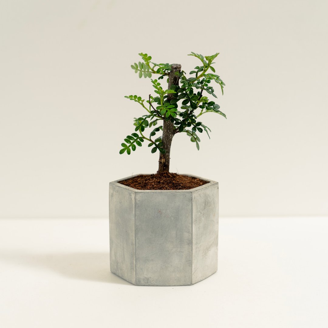 胡椒木│泥作系列│福所栽 - 植栽/盆栽 - 水泥 绿色