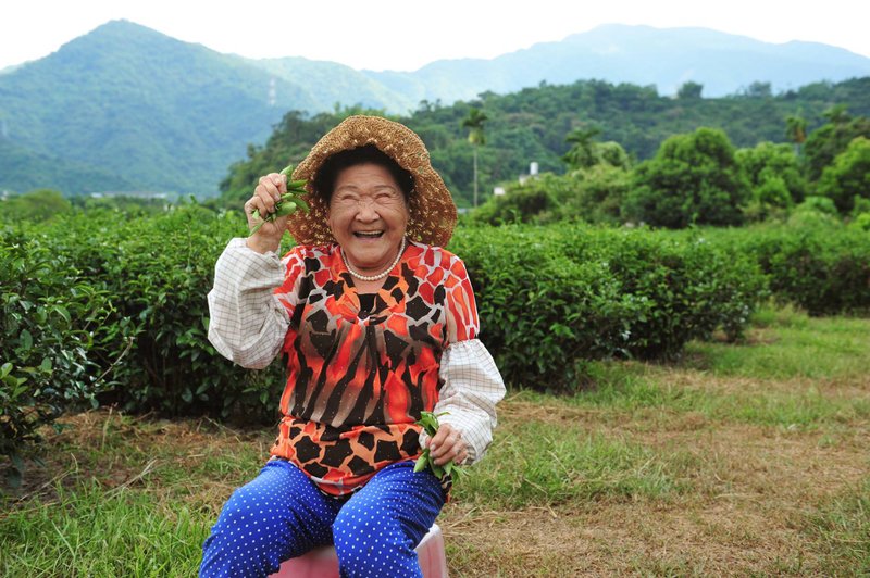 【食育酷乐园】 宜兰星源茶园-不一样的采茶趣 - 深度旅游 - 棉．麻 