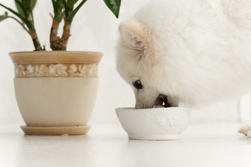 Modern white pet bowl  ペットボウル　食器スタンド　小型犬　中型犬　ネコ　陶器 - 碗/碗架 - 陶 白色