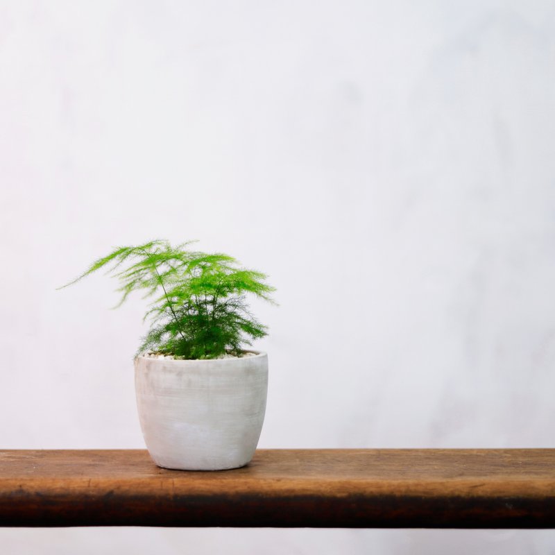 【室内盆栽】文竹 盆栽 观叶植物 绿化盆栽 植栽 送礼 - 植栽/盆栽 - 植物．花 绿色