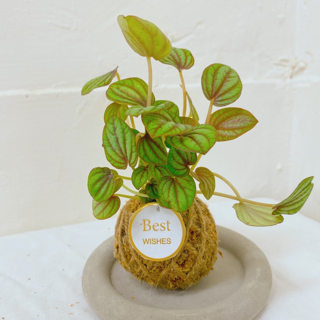 【植物苔球】孔雀椒草 苔球  疗愈 文青 送礼 观叶植物 室内 - 植栽/盆栽 - 植物．花 卡其色