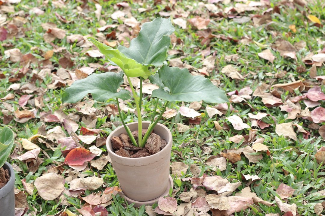 土培植栽│小天使蔓绿绒_室内植物 办公室盆栽 店内布置 送礼 - 植栽/盆栽 - 水泥 