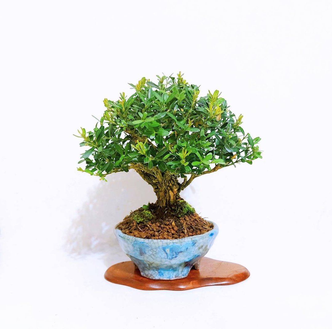 小品盆栽【立木・雀舌黄杨・ヒメツゲ】 - 植栽/盆栽 - 植物．花 