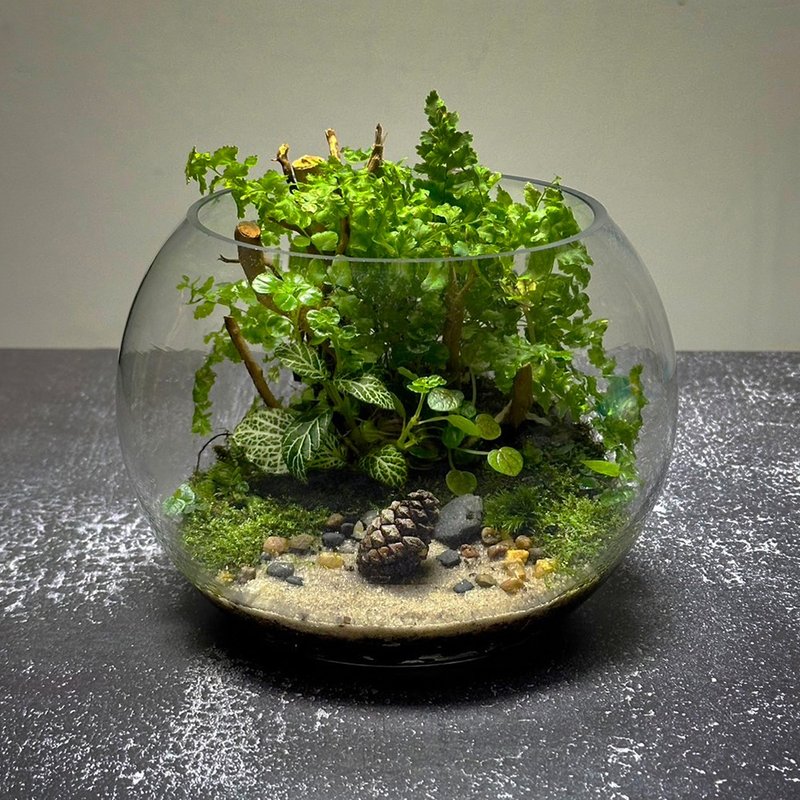 松籁传喜/ 手作微景观生态缸 - 植栽/盆栽 - 植物．花 