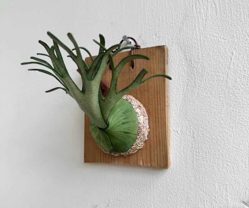 马达加斯加圆盾鹿角蕨皮革 - 植栽/盆栽 - 真皮 