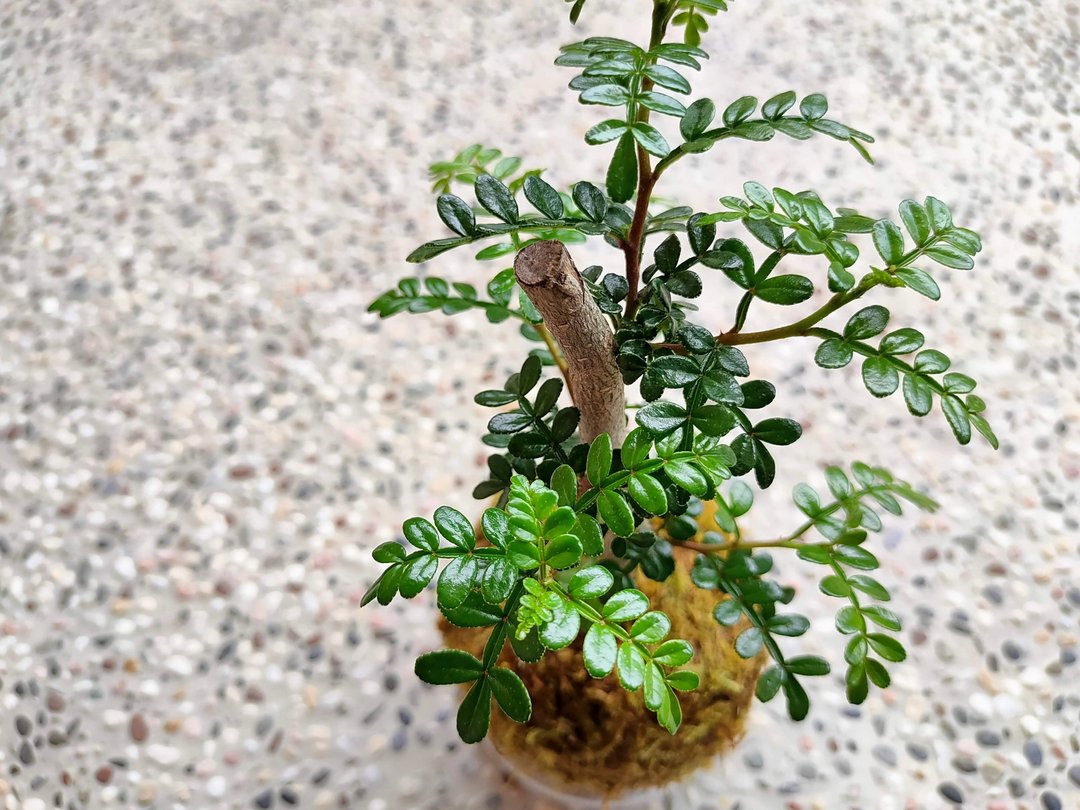 胡椒木苔球│阳台植物│喜光植物│观叶植物 - 植栽/盆栽 - 植物．花 绿色