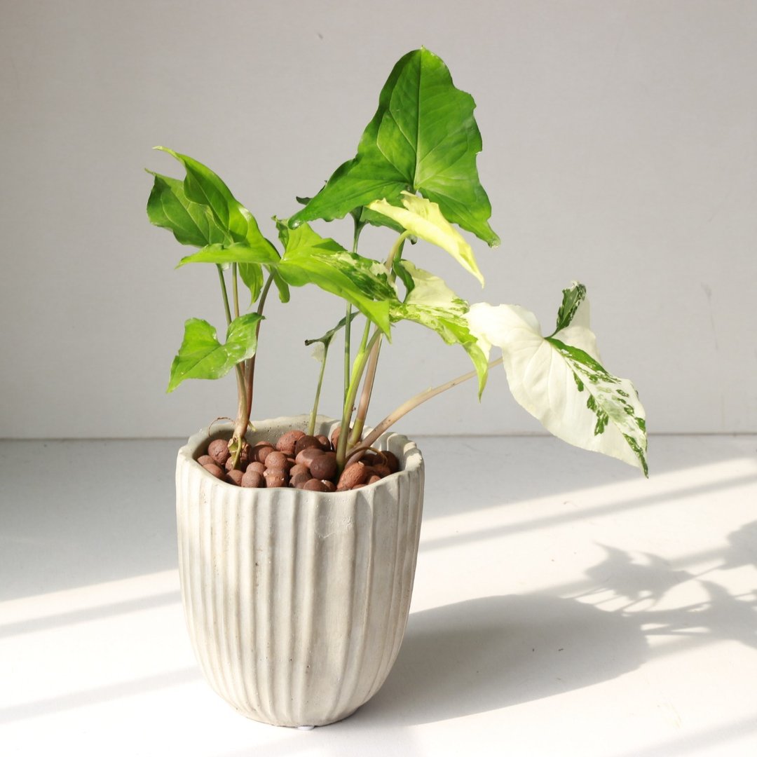 植栽 盆栽 l 大理石合果芋 令人惊奇的白斑  室内植物 办公室盆栽 - 植栽/盆栽 - 水泥 