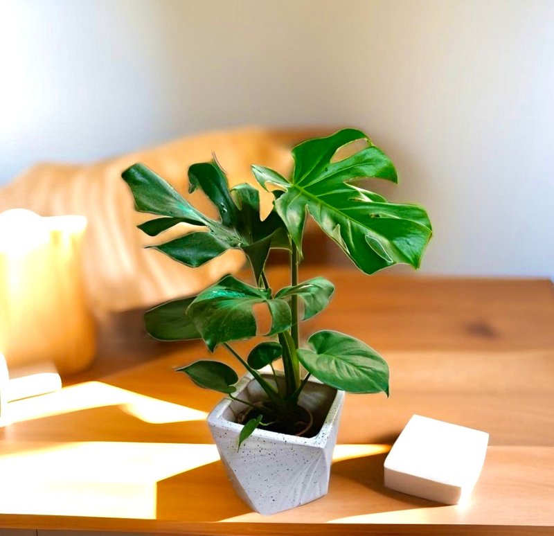 【人气首选】龟背芋盆栽 可私讯换盆开幕新居乔迁送礼客厅摆 - 植栽/盆栽 - 陶 